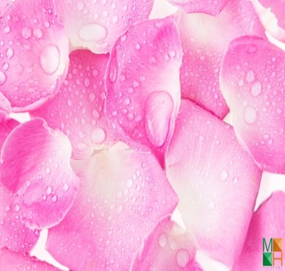  Tranh dán tường Hàn Quốc cánh hoa đẹp FW - 070